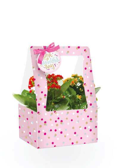 3780_Olivia_CarryOut_4inPlants_Plants_Catalog