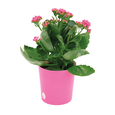 Potted Packaging